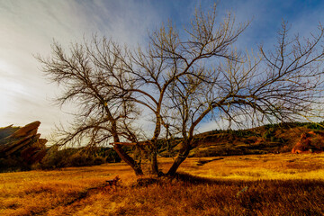 tree in the field