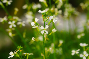 Thale cress or Arabidopsis thaliana flowers on a beautiful blurred green background 