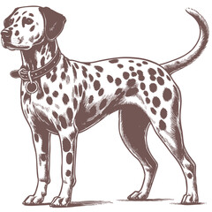 Dalmatian dog vector | dog vector | dog illustration | dog silhouette | dog tattoo | dog engraving | dog drawing