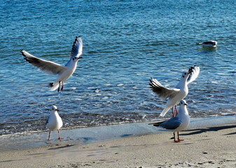 
dancing seagulls on the beach