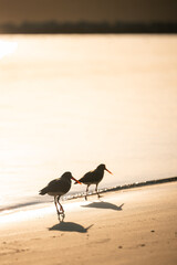 Pair of Sooty Oystercatchers, Haematopus fuliginosus, walking on the beach in golden afternoon sun
