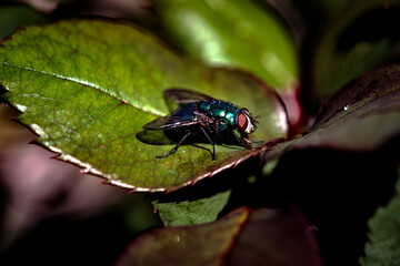 fly on a leaf