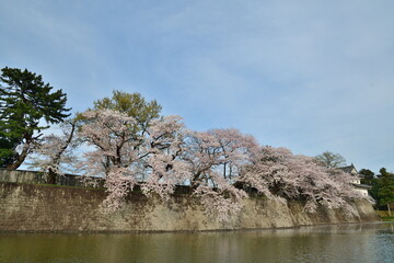 春の新発田城（新潟県）