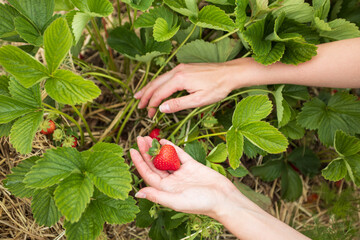 ripe strawberries in hand during harvest