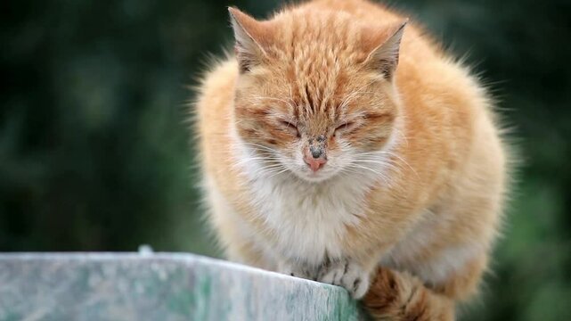 Giger cat sitting outside with windly day