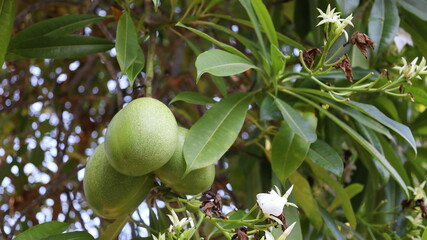 Fresh green fruit of sea mango. Green fruit of Cerbera manghas is a coastal tree used in gardening in low angle view on green leaves background with copy space and selective focus