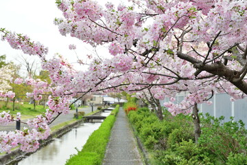 Fototapeta premium 春の新発田城（新潟県）