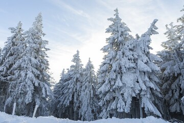 Conifers thickly decorated with hoarfrost and snow on the Auersberg, Eibenstock, Erzgebirge, Saxony, Germany, Europe