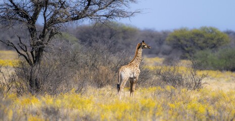 Cape giraffe (Giraffa giraffa giraffa), young animal, among yellow flowers, in the savannah, Khama Rhino Sanctuary, Serowe, Botswana, Africa