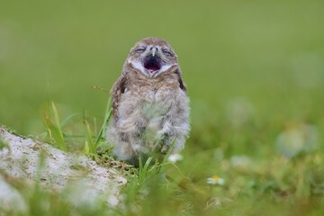 Burrowing Owl (Speotyto cunicularia), young bird in meadow yawns near nesting cave, Pembroke Pines, Florida, USA, North America