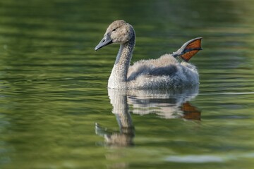 Mute swan (Cygnus olor) young bird swimming on a pond, one leg out of the water in resting...