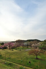 Fototapeta premium 大峰山桜公園（新潟県）