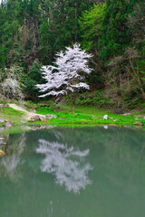 大峰山桜公園（新潟県）