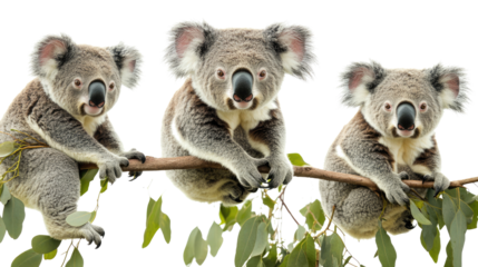 Koalas Gathered on a Branch Among Eucalyptus Leaves Generative AI