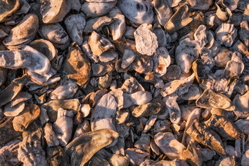 Oyster shells on the beach
