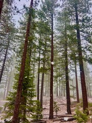 Snow and Trees in Lake Tahoe