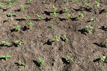 Fresh seedling growth in a planted garden to grow your own food in Spring or Summer