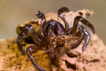 Female of trapdoor spider (Cteniza sauvagesi) in habitat, front view Ragno botola, Amblyocarenum nuragicus. Alghero. Sardegna. it.