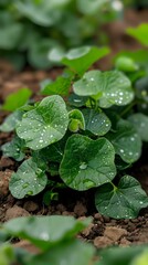 Fresh nasturtium leaves covered with morning dew drops growing in garden soil, perfect for natural gardening, food photography and spring season concepts.