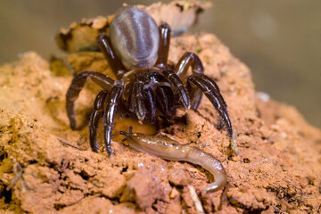 Female of trapdoor spider (Cteniza sauvagesi) in habitat, front view Ragno botola, Amblyocarenum nuragicus. Alghero. Sardegna. it.