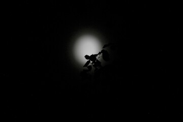 Fototapeta premium Full Moon Hiding in a Tree