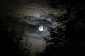 Full Moon Hiding in a Tree