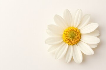 Elegant Minimalist Blooming Flower on Soft Background