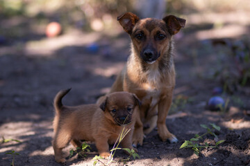 puppy with momma dog