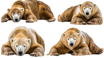 Polar Bears in Various Poses on Clear Background Generative AI