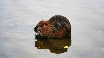 nutria swimming in calm water surrounded by autumn leaves near a riverbank in the afternoon light