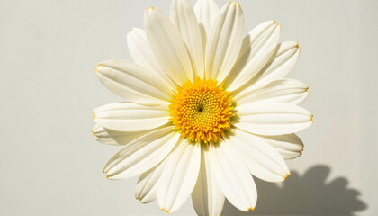 Naklejka premium Vibrant white flower with yellow center against plain backdrop, pollen symbolism