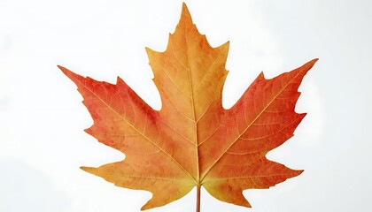 Vibrant Maple Leaf Illustration with White Backdrop. 6