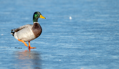 Mallard duck walking on a frozen lake in winter.