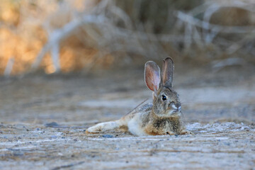 Desert Cottontail Resting in Sand