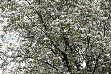 Tree branches with a lot of snow, it is a white winter tree