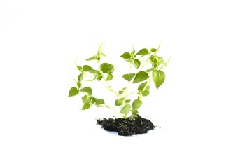 Peperomia pellucida or pepper elder, or shining bush plant, or crab claw herb is a shallow-rooted annual herb, on the white background.