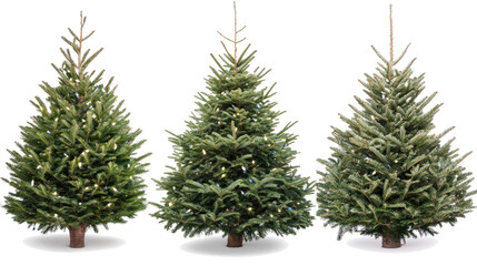 Undecorated Christmas Trees on Transparent Background Generative AI
