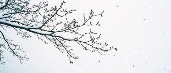 A snow-laden branch stretches against a pale, wintry sky, embodying the quiet elegance of nature's minimalist design.