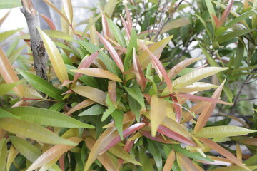 Obraz premium Closeup of the leaves of the ornamental plant of red shoots or Syzygium myrtifolium. This shrub is desirable as an ornamental plant and has herbal benefits as an antioxidant.