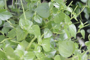 Peperomia pellucida or pepper elder, or shining bush plant, or crab claw herb, or crab claw herb is a shallow-rooted annual herb, characterized by succulent, shiny, heart-shaped stems, fleshy leaves.
