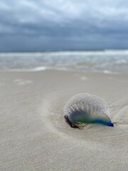 Man O' War Jellyfish