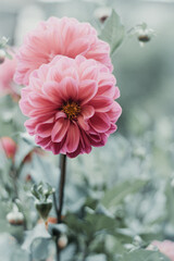 pink dahlia flower