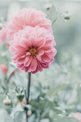 Pink dahlias flower