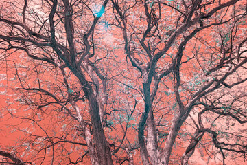 An infrared style, a tree with a complex network of branches, some adorned with blossoms