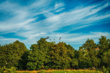 Geese fly over the trees