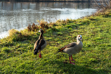 Nile geese stand by the river