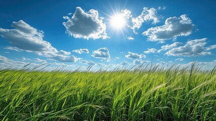 Obraz premium A vibrant green field under a bright blue sky with fluffy clouds and sunlight shining down.