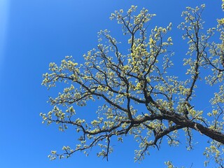 Blooming Tree Branch in Spring with Blue Sky
