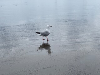 Seagull on beach with the water reflecting and waves in the background