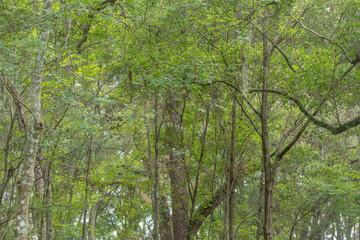 Lush green forest full of trees from a low perspective looking up through a dense canopy of leaves.  Impression of peace and tranquility.  Background.